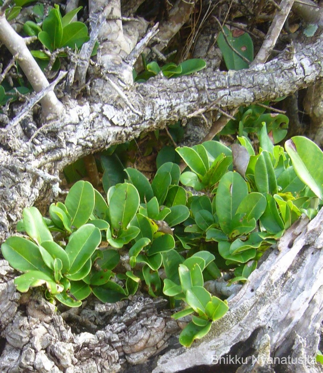 Manilkara hexandra (Roxb.) Dubard